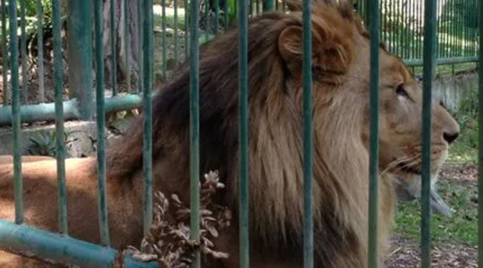 Pierde un brazo al ser atacado por leones en el zoológico ‘Chorros de Milla’ en Mérida