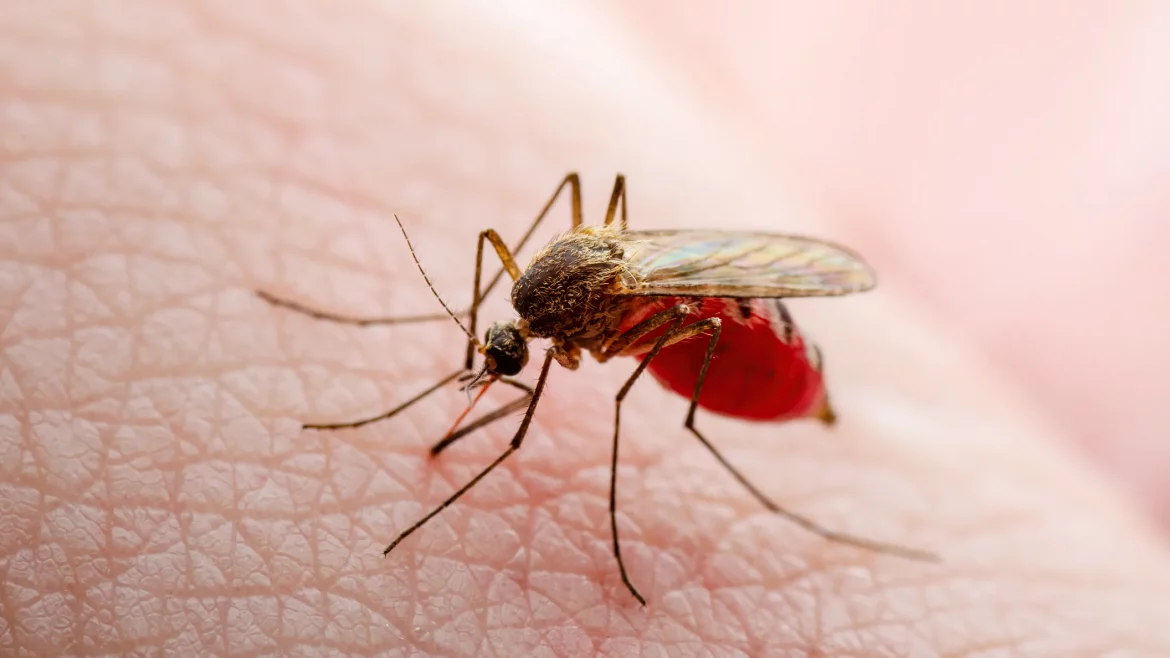 Ministerio de Salud confirma primeros casos del virus Oropouche