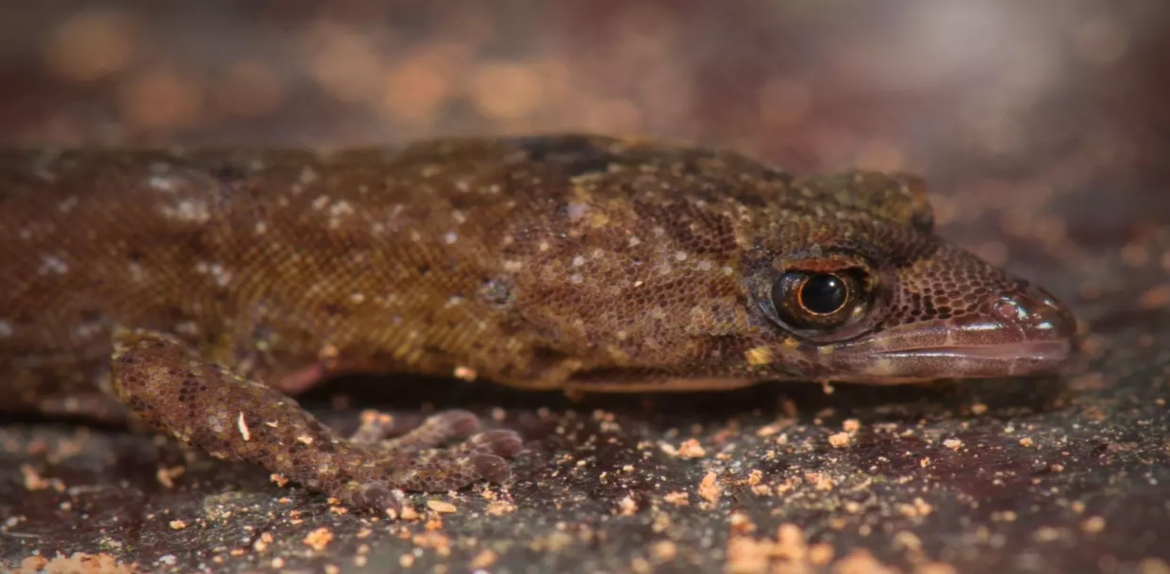 Una pequeña maravilla: biólogos texanos descubren nueva especie de lagartija en Venezuela