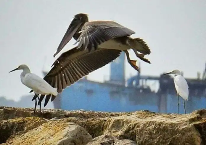Más de 742 aves avistadas en el Zulia durante Global Big Day