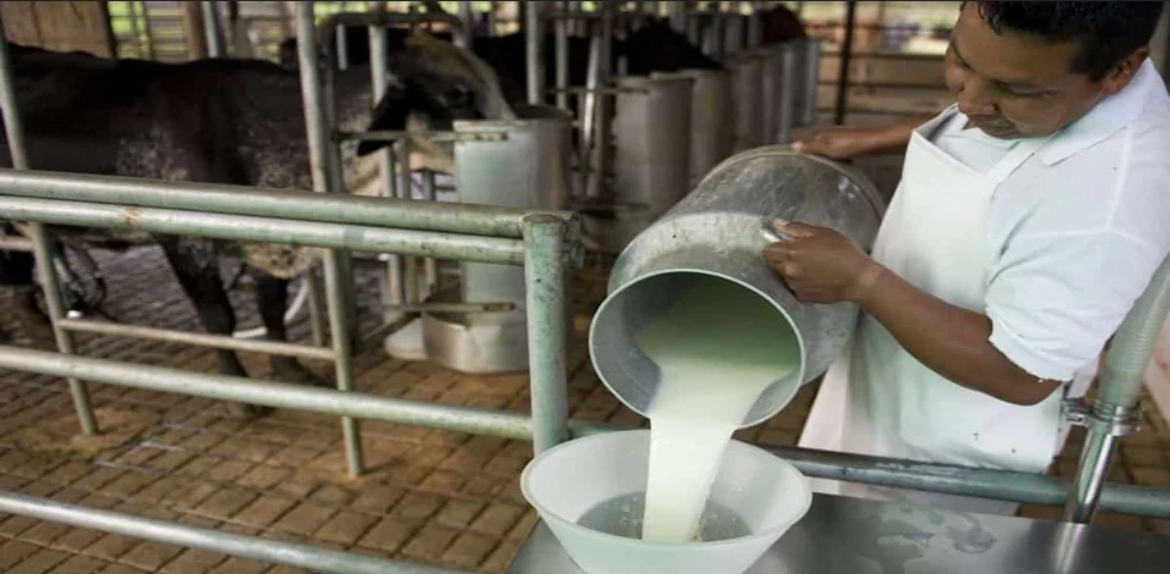 Industria láctea reporta un 2025 positivo para la producción de leche y queso