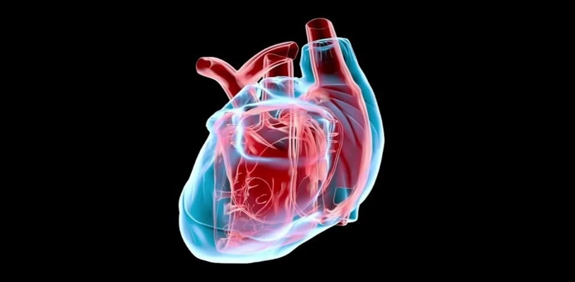 Alcohol y riesgo cardiovascular: la ciencia redefine los límites del consumo y advierte sobre quiénes son más vulnerables