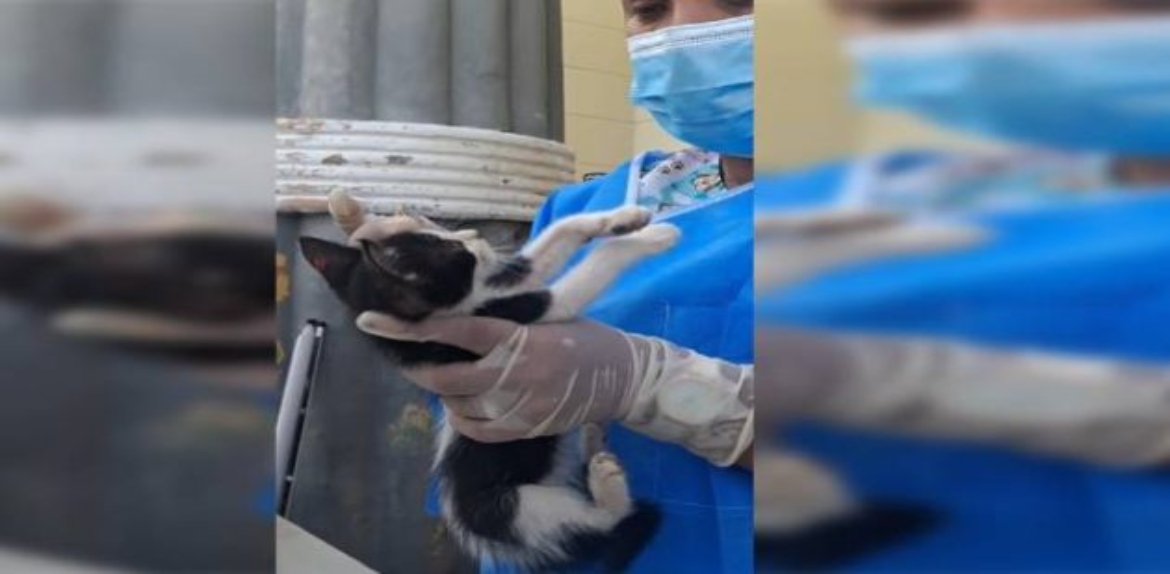 Misión Nevado Zulia lleva jornada de vacunación a felinos del antiguo reten de Bella Vista