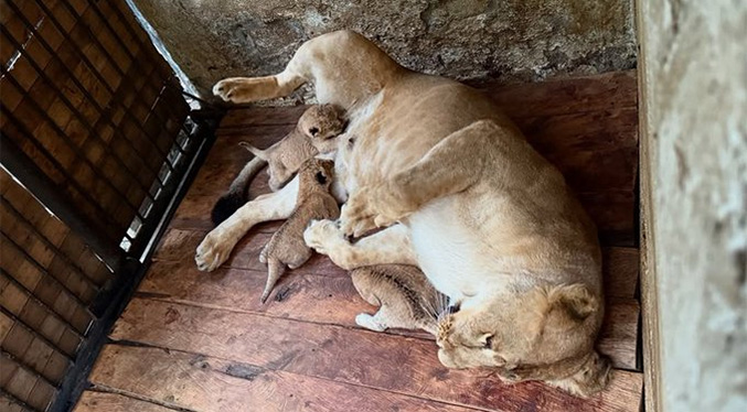 Nacen tres cachorros de león en los Chorros de Milla de Mérida